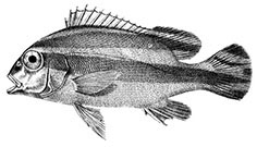 Parapristipoma _claves.jpg